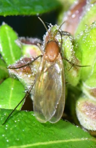 Mycetophila sp.
